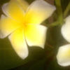 florence_castro